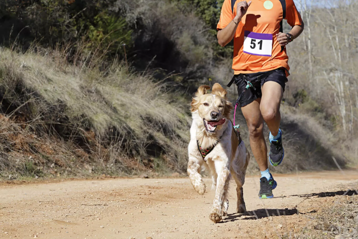 Canicross: de perfecte hardloopsport voor jou en je hond