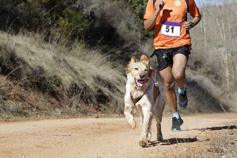 Canicross: de perfecte hardloopsport voor jou en je hond